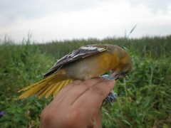 Icterus galbula