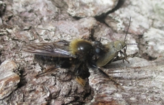 Dascillus cervinus
