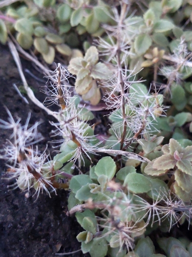 Coleus prostratus, 2024-11-23