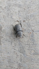 Scarabaeidae