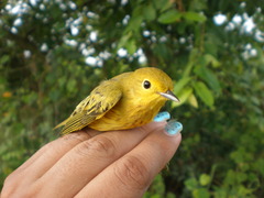 Setophaga petechia
