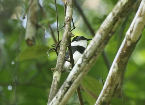 West African Wattle-eye (Dyaphorophyia hormophora), photo 5