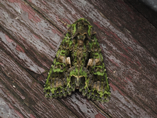 白斑陌夜蛾(Trachea auriplena) · iNaturalist