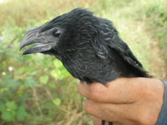 Crotophaga sulcirostris