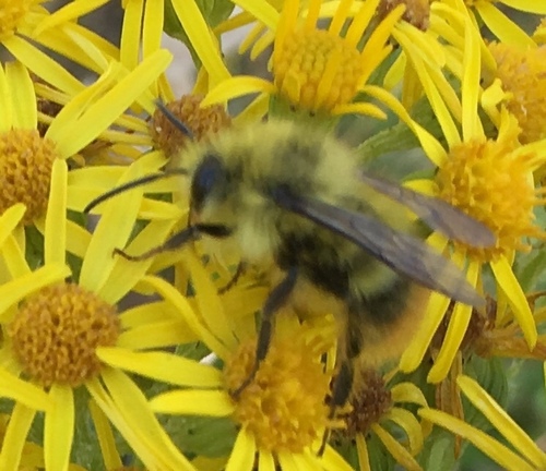 Fuzzy-Horned Bumble Bee