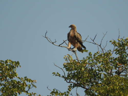 Aquila rapax