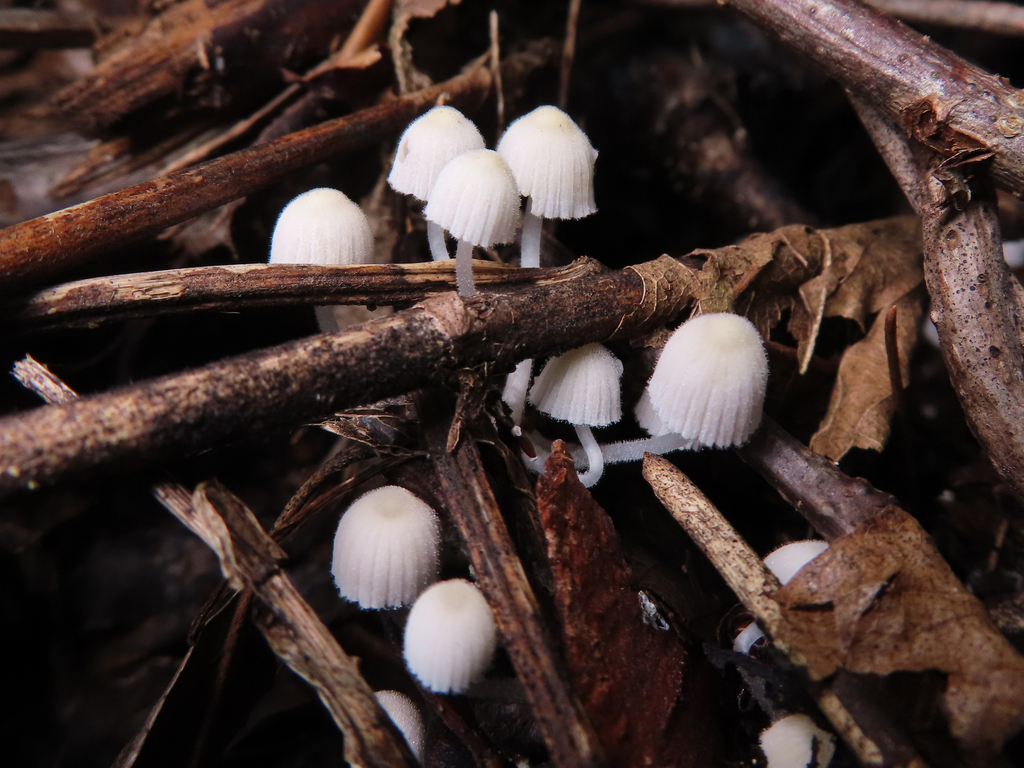 Coprinellus disseminatus · October 2024 · photo: © timur_kalininsky (iNaturalist, cc-by)