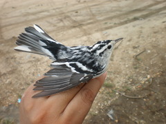 Mniotilta varia
