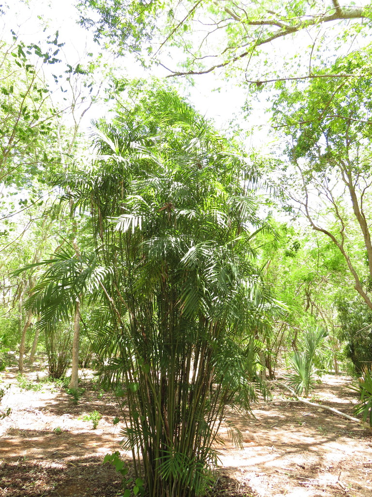 Bamboo palm with slender cane-like stems