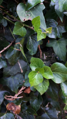 Hedera helix