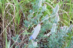 Dalea obovata