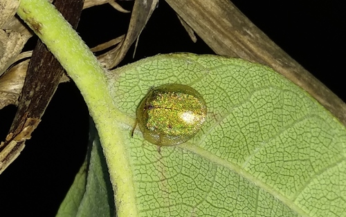 Eurypepla brevilineata