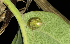 Eurypepla brevilineata