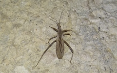 Stenopoda