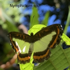 Nymphidium