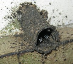 Tetragonula clypearis