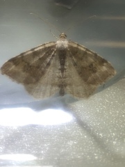 Digrammia denticulata