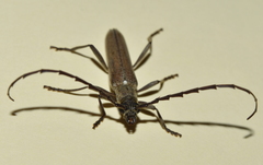 Aneflus glabropunctatus