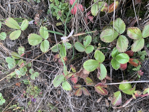 Fragaria chiloensis observed 2024-11-23