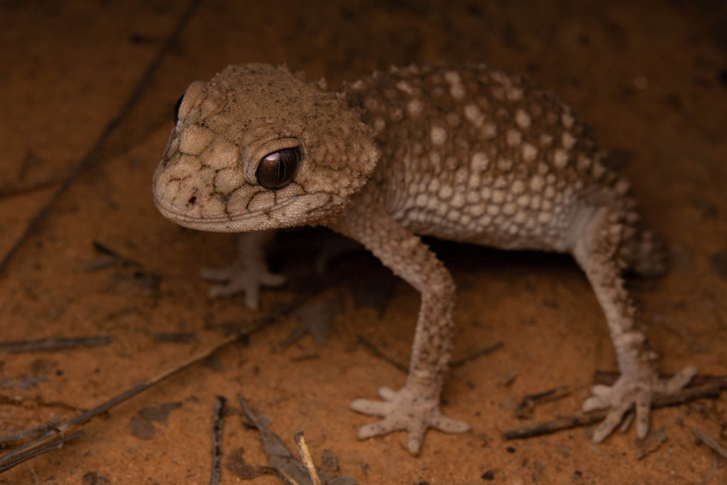Rough Knob-tail