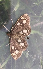 Anania coronata