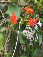 Epidendrum radicans