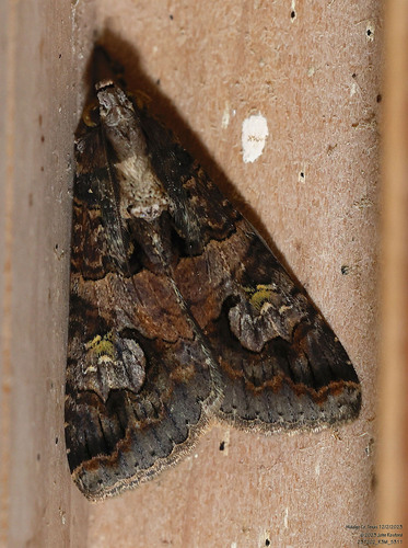 Famelica Melipotis Moth photo 5