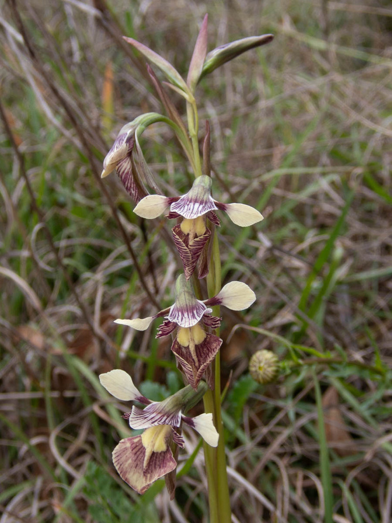 Diuris eborensis