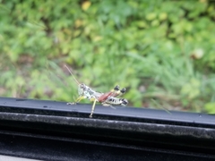 Dendrotettix quercus