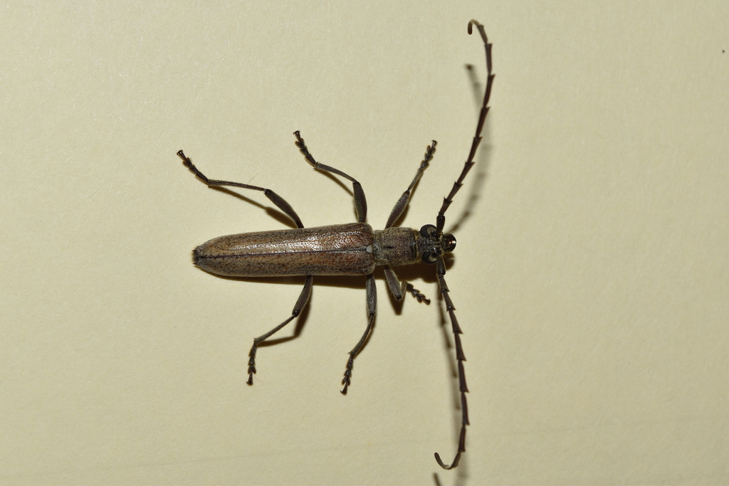 Aneflus glabropunctatus