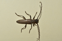 Aneflus glabropunctatus