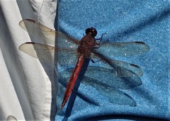 Libellula needhami