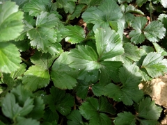 Waldsteinia fragarioides