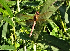 Libellula needhami