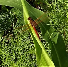 Libellula needhami