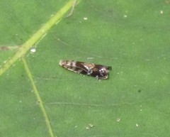 Holophysis emblemella