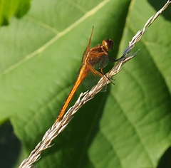 Libellula needhami