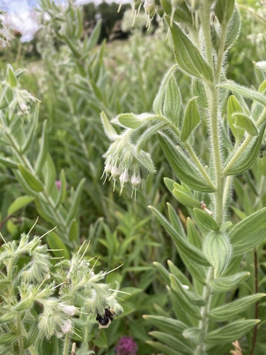 Onosmodium bejariense var. hispidissimum