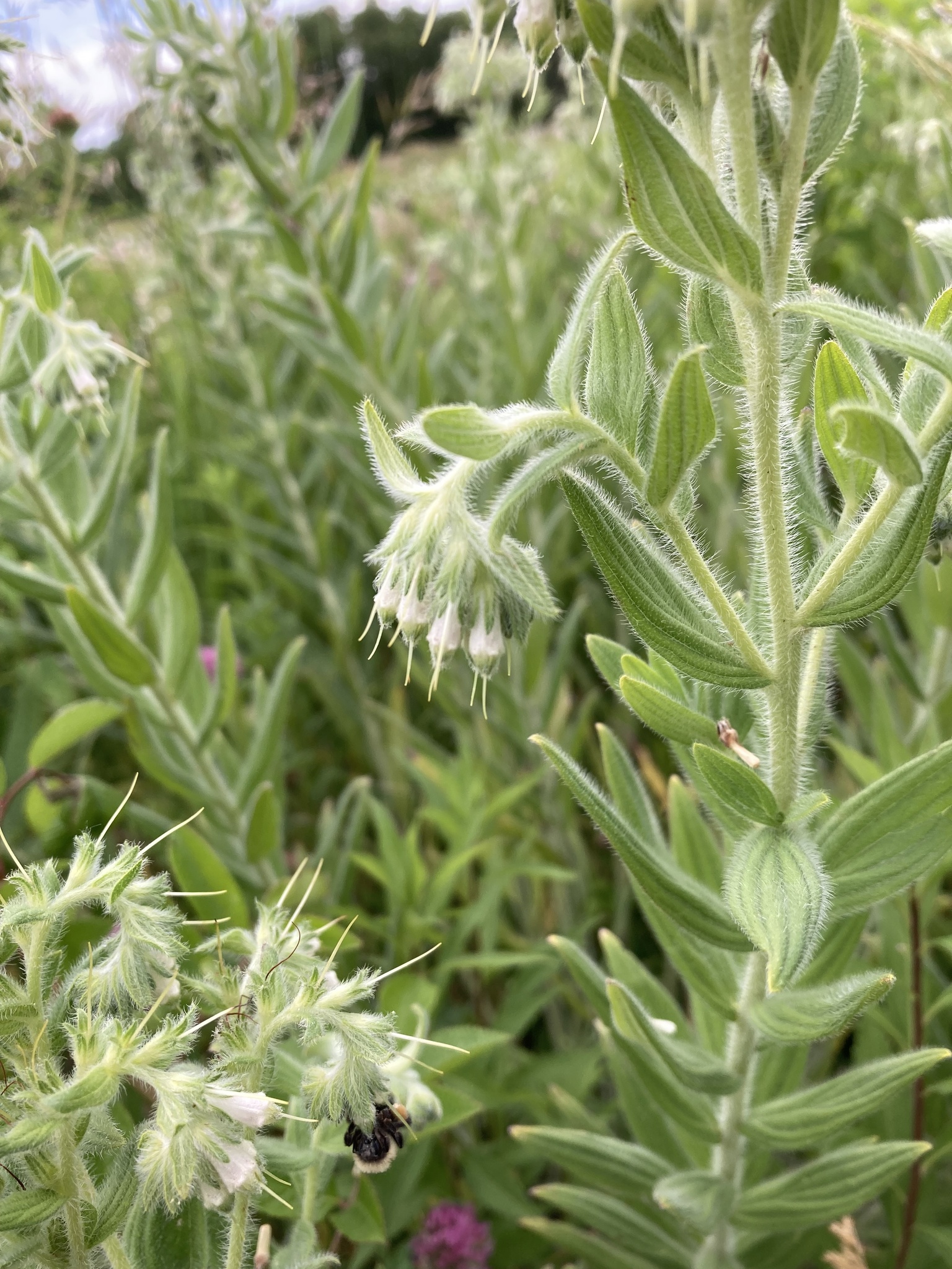 Onosmodium bejariense var. hispidissimum