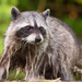 Vancouver Island Raccoon - Photo (c) Thomas Barbin, some rights reserved (CC BY-NC), uploaded by Thomas Barbin