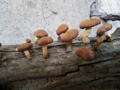 Fungi