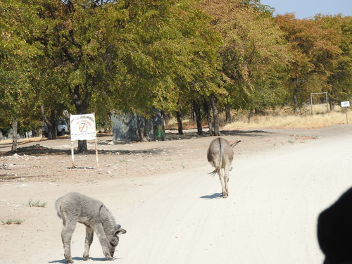 Equus asinus