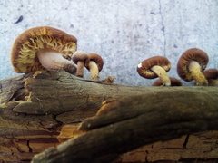Fungi