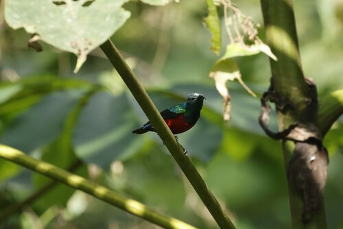 Johanna's Sunbird (Cinnyris johannae), photo 9
