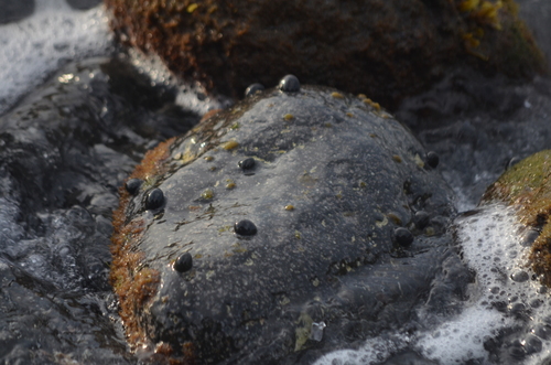 Nerita ocellata observed 2024-11-23