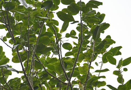 Milktree (Sapium laurocerasus)