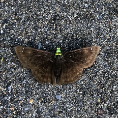 Gorgopas chlorocephala