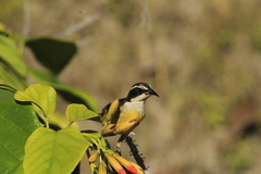 Coereba flaveola caboti