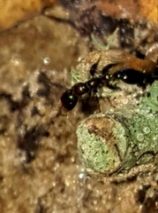 Pseudomyrmex ejectus