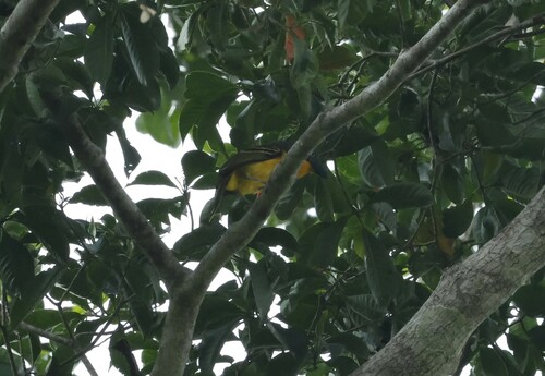 Lagden's Bushshrike (Malaconotus lagdeni), photo 2